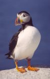Maine's Oceanfront Specialist - exclusively representing real estate buyers 	
	anywhere on or near the coast of maine - your guide to maine waterfront property