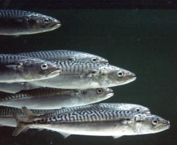 School of Mackerel - Waterfront Property on or near the coast of Maine